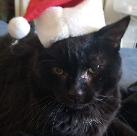 Meet your Posher, Kayla - Picture 1 of 1